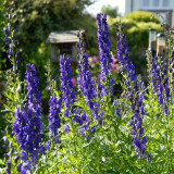European Aconite Seeds | Aconitum napellus | Perennial Herbaceous Flower with Ornamental and Medicinal Value