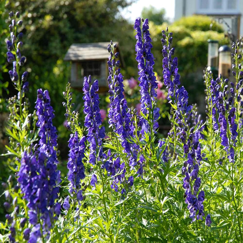 European Aconite Seeds | Aconitum napellus | Perennial Herbaceous Flower with Ornamental and Medicinal Value
