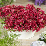 'Summer Glory' Stonecrop Seeds | Sedum spurium | Drought Tolerant Creeping Ground Cover
