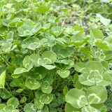 White Mini Clover Seeds – Trifolium repens 'Minima', Low-Growing, Drought-Tolerant Lawn Alternative