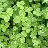White Mini Clover Seeds – Trifolium repens 'Minima', Low-Growing, Drought-Tolerant Lawn Alternative