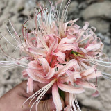 'Pink Dream' Lycoris Bulbs | Lycoris Hybrid | Blush Pink Spider Lily