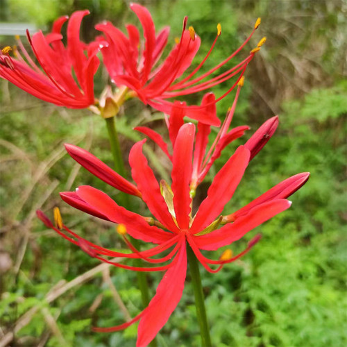 Blood Red Chunxiao Lycoris Bulbs | Lycoris × haywardii | Crimson Spider Lily