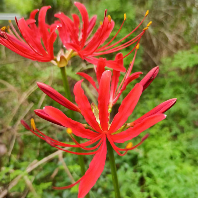 Blood Red Chunxiao Lycoris Bulbs | Lycoris × haywardii | Crimson Spider Lily