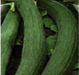 Metki Dark Green Cucumber Seeds | Cucumis melo var. flexuosus | Crisp Heirloom Snake Melon