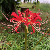 Hubei Lycoris Bulbs | Lycoris hupehensis | Red Flower White Filament Spider Lily