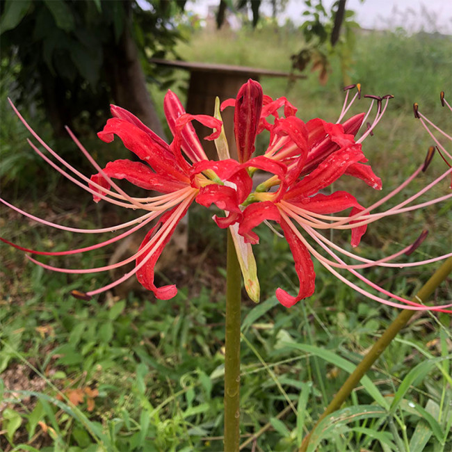 Hubei Lycoris Bulbs | Lycoris hupehensis | Red Flower White Filament Spider Lily