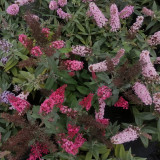 Mixed Butterfly Bush Seeds | Buddleja davidii | Fragrant Large Shrub | Extremely Cold-Hardy & Drought-Tolerant