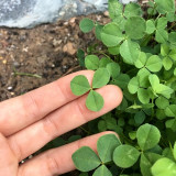 White Mini Clover Seeds – Trifolium repens 'Minima', Low-Growing, Drought-Tolerant Lawn Alternative