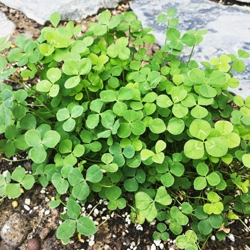 White Mini Clover Seeds – Trifolium repens 'Minima', Low-Growing, Drought-Tolerant Lawn Alternative