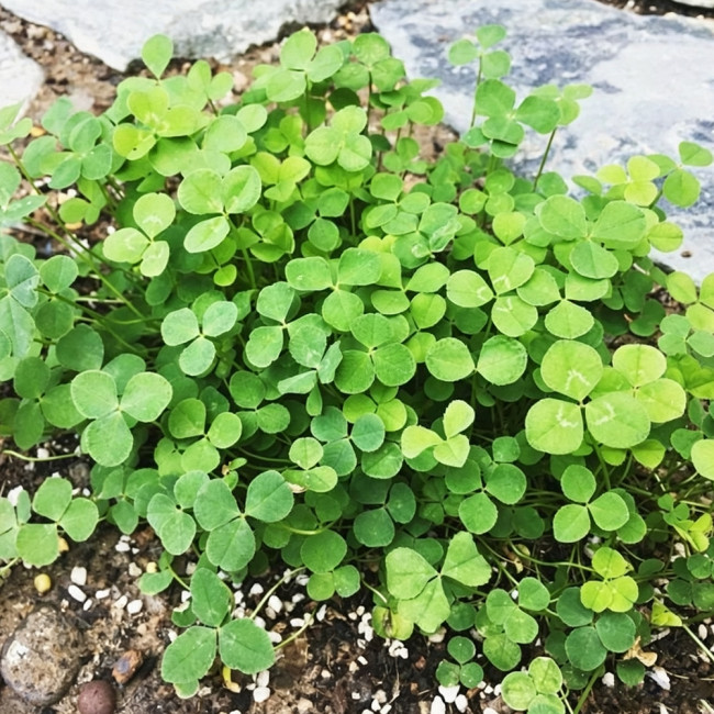 White Mini Clover Seeds – Trifolium repens 'Minima', Low-Growing, Drought-Tolerant Lawn Alternative