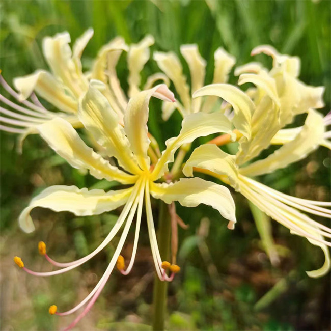 Straw Lycoris Bulbs | Lycoris straminea | Pale Yellow Spider Lily