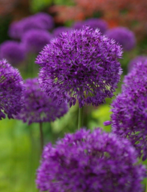 Dark Purple Allium Bulbs | Allium atropurpureum | Perennial Globe Flower