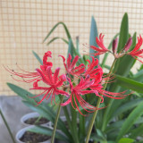 Blood Red Chunxiao Lycoris Bulbs | Lycoris × haywardii | Crimson Spider Lily