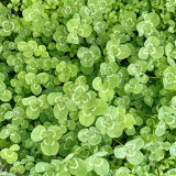 White Mini Clover Seeds – Trifolium repens 'Minima', Low-Growing, Drought-Tolerant Lawn Alternative