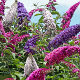 Mixed Butterfly Bush Seeds | Buddleja davidii | Fragrant Large Shrub | Extremely Cold-Hardy & Drought-Tolerant