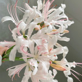 'Pink Dream' Lycoris Bulbs | Lycoris Hybrid | Blush Pink Spider Lily