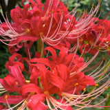 Hubei Lycoris Bulbs | Lycoris hupehensis | Red Flower White Filament Spider Lily
