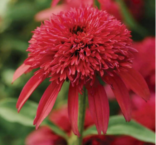 Double Petal Coneflower Seeds | Echinacea 'Double Cranberry' | Pollinator Garden Perennial