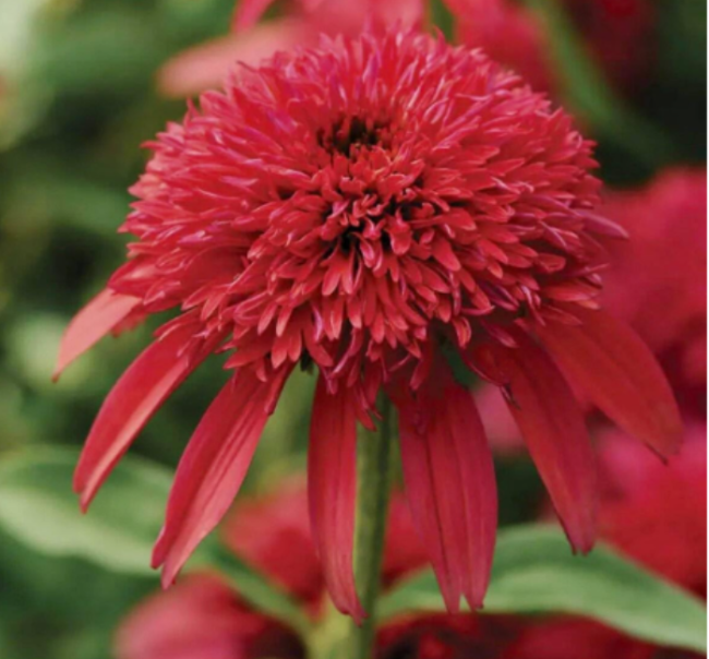 Double Petal Coneflower Seeds | Echinacea 'Double Cranberry' | Pollinator Garden Perennial