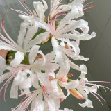 'Pink Dream' Lycoris Bulbs | Lycoris Hybrid | Blush Pink Spider Lily