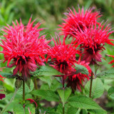 'Red Shades' Bee Balm Seeds | Monarda didyma | Aromatic Medicinal Herb | Cold-Hardy & Easy to Grow