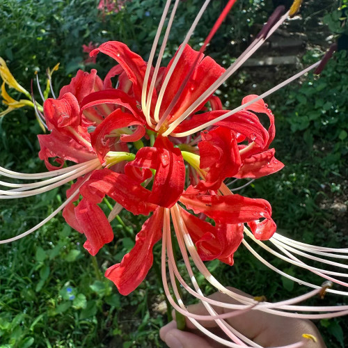 Hubei Lycoris Bulbs | Lycoris hupehensis | Red Flower White Filament Spider Lily