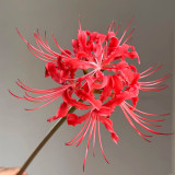 Blood Red Chunxiao Lycoris Bulbs | Lycoris × haywardii | Crimson Spider Lily