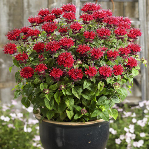 'Red Shades' Bee Balm Seeds | Monarda didyma | Aromatic Medicinal Herb | Cold-Hardy & Easy to Grow