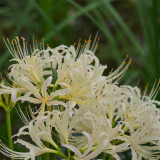 Straw Lycoris Bulbs | Lycoris straminea | Pale Yellow Spider Lily