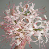 'Pink Dream' Lycoris Bulbs | Lycoris Hybrid | Blush Pink Spider Lily
