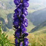 European Aconite Seeds | Aconitum napellus | Perennial Herbaceous Flower with Ornamental and Medicinal Value