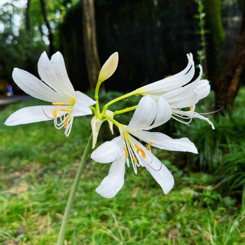 Long-Tube Lycoris Bulbs | Lycoris longituba | White Long-Tubed Spider Lily