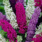 Mixed Butterfly Bush Seeds | Buddleja davidii | Fragrant Large Shrub | Extremely Cold-Hardy & Drought-Tolerant