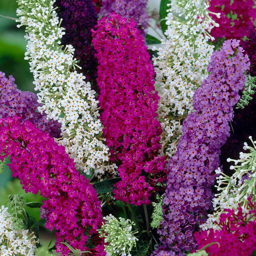Mixed Butterfly Bush Seeds | Buddleja davidii | Fragrant Large Shrub | Extremely Cold-Hardy & Drought-Tolerant