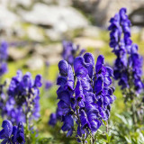 European Aconite Seeds | Aconitum napellus | Perennial Herbaceous Flower with Ornamental and Medicinal Value