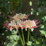 'Pink Dream' Lycoris Bulbs | Lycoris Hybrid | Blush Pink Spider Lily