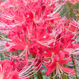 Hubei Lycoris Bulbs | Lycoris hupehensis | Red Flower White Filament Spider Lily