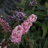 Mixed Butterfly Bush Seeds | Buddleja davidii | Fragrant Large Shrub | Extremely Cold-Hardy & Drought-Tolerant