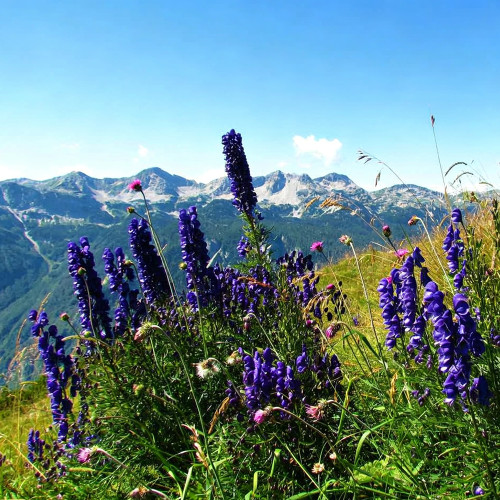European Aconite Seeds | Aconitum napellus | Perennial Herbaceous Flower with Ornamental and Medicinal Value