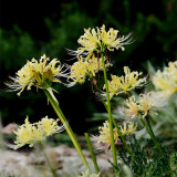 Straw Lycoris Bulbs | Lycoris straminea | Pale Yellow Spider Lily
