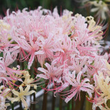 'Pink Dream' Lycoris Bulbs | Lycoris Hybrid | Blush Pink Spider Lily