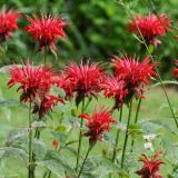 'Red Shades' Bee Balm Seeds | Monarda didyma | Aromatic Medicinal Herb | Cold-Hardy & Easy to Grow