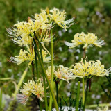 Straw Lycoris Bulbs | Lycoris straminea | Pale Yellow Spider Lily