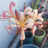 'Pink Dream' Lycoris Bulbs | Lycoris Hybrid | Blush Pink Spider Lily