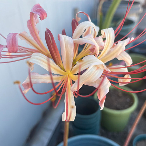 'Pink Dream' Lycoris Bulbs | Lycoris Hybrid | Blush Pink Spider Lily