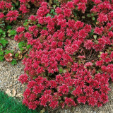 'Summer Glory' Stonecrop Seeds | Sedum spurium | Drought Tolerant Creeping Ground Cover