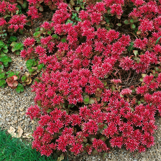 'Summer Glory' Stonecrop Seeds | Sedum spurium | Drought Tolerant Creeping Ground Cover