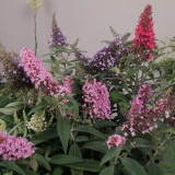 Mixed Butterfly Bush Seeds | Buddleja davidii | Fragrant Large Shrub | Extremely Cold-Hardy & Drought-Tolerant