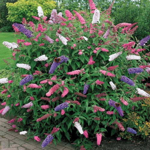 Mixed Butterfly Bush Seeds | Buddleja davidii | Fragrant Large Shrub | Extremely Cold-Hardy & Drought-Tolerant